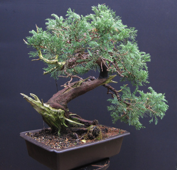 juniper bonsai